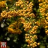Pyracantha 'Soleil D'Or' -Cheap Tree Foliage Store PYRA T58007 A