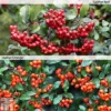 Pyracantha Collection -Cheap Tree Foliage Store PYRA T82787P A