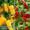 Pepper And Chilli Collection -Cheap Tree Foliage Store Pepper and Chilli Collection