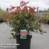 Photinia X Fraseri 'Carré Rouge' -Cheap Tree Foliage Store PhotiRouge