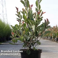 Photinia Fraseri 'Louise' -Cheap Tree Foliage Store Photinia Louise KC5198 D