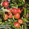 Apple 'Queen Cox' 1 Apple 'Queen Cox' -Cheap Tree Foliage Store QUEENCOX KC5359 A