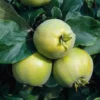Quince 'Vranja' -Cheap Tree Foliage Store QUIN CWW3405 A h
