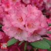 Rhododendron 'Wine And Roses' -Cheap Tree Foliage Store RHOD 79756 A