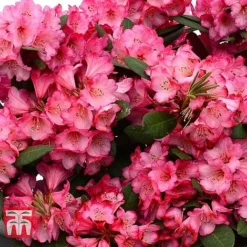 Rhododendron 'Wine And Roses' -Cheap Tree Foliage Store RHOD 79756 C