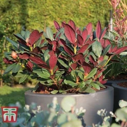 Rhododendron 'Wine And Roses' -Cheap Tree Foliage Store RHOD 79756 D