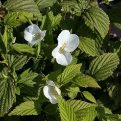 Rhodotypos Scandens
