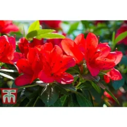 Rhododendron 'Ardeur' -Cheap Tree Foliage Store RHOD T66421 A
