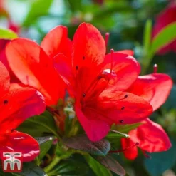 Rhododendron 'Ardeur' -Cheap Tree Foliage Store RHOD T66421 C