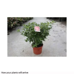 Rhododendron 'Blaauws Pink' -Cheap Tree Foliage Store RHOD T66422 A h