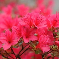 Rhododendron 'Madame Galle' -Cheap Tree Foliage Store RHOD T66424 NOW1