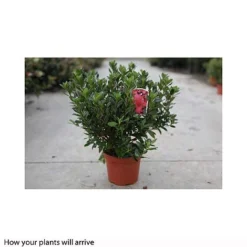 Rhododendron 'Madame Galle' -Cheap Tree Foliage Store RHOD T66425 A h