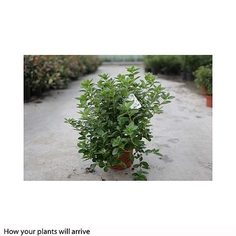 Rhododendron 'Palestrina' 3 Rhododendron 'Palestrina'