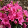 Rhododendron 'Dearest' (Hyde) (Azalea Group) -Cheap Tree Foliage Store RHOD TKA1264 A