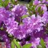 Rhododendron 'Elsie Lee' (Azalea Group) -Cheap Tree Foliage Store RHOD TKA1266 A