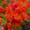 Rhododendron 'Gibraltar' (Azalea Group) -Cheap Tree Foliage Store RHOD TKA1290 A