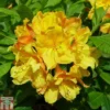 Rhododendron 'Glowing Embers' (Azalea Group) -Cheap Tree Foliage Store RHOD TKA1292 A