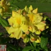 Rhododendron 'Golden Sunset' (Azalea Group) -Cheap Tree Foliage Store RHOD TKA1296 A