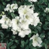 Rhododendron 'Gumpo White' (Azalea Group) -Cheap Tree Foliage Store RHOD TKA1298 A