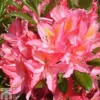 Rhododendron 'Jolie Madame' (Azalea Group) -Cheap Tree Foliage Store RHOD TKA1312 A