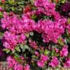 Rhododendron 'Magic Flute' (Hyde) (Azalea Group) -Cheap Tree Foliage Store RHOD TKA1318 A
