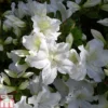 Rhododendron 'Mary Helen' (Azalea Group) -Cheap Tree Foliage Store RHOD TKA1328 A