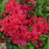 Rhododendron 'Mother's Day' (Azalea Group) -Cheap Tree Foliage Store RHOD TKA1332 A