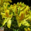 Rhododendron Luteum -Cheap Tree Foliage Store RHOD TKA1348 A