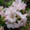 Rhododendron 'Sir Robert' (Azalea Group) -Cheap Tree Foliage Store RHOD TKA1358 A