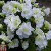 Rhododendron 'Snow Pearl' (Azalea Group) -Cheap Tree Foliage Store RHOD TKA1362 A
