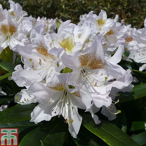 Rhododendron 'Cunningham's White' 3 Rhododendron 'Cunningham's White'