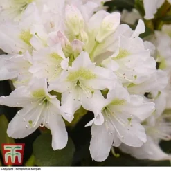 Rhododendron 'Cunningham's White' 8 Rhododendron 'Cunningham's White' -Cheap Tree Foliage Store RHOD TKA1470 B
