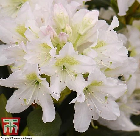 Rhododendron 'Cunningham's White' 4 Rhododendron 'Cunningham's White' - Image 2