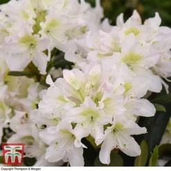 Rhododendron 'Cunningham's White' 9 Rhododendron 'Cunningham's White' -Cheap Tree Foliage Store RHOD TKA1470 C