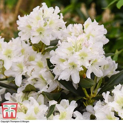 Rhododendron 'Cunningham's White' 7 Rhododendron 'Cunningham's White' - Image 5
