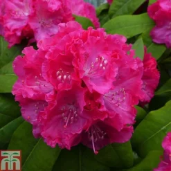 Rhododendron 'Germania' -Cheap Tree Foliage Store RHOD TKA1472 A