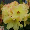 Rhododendron 'Nancy Evans' -Cheap Tree Foliage Store RHOD TKA1480 A
