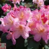 Rhododendron 'Percy Wiseman' -Cheap Tree Foliage Store RHOD TKA1508 A