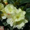 Rhododendron 'Lemon Dream' -Cheap Tree Foliage Store RHOD TKA1532 A