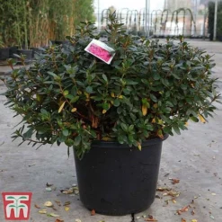 Rhododendron 'Connie' 9 Rhododendron 'Connie' -Cheap Tree Foliage Store RHOD TKA3418 A