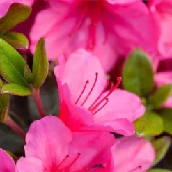 Rhododendron 'Connie' 8 Rhododendron 'Connie' -Cheap Tree Foliage Store RHOD TKA3418 NOW1