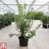 Rhododendron Viscosum -Cheap Tree Foliage Store RHOD TKA3432 A
