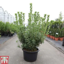 Rhododendron Viscosum 6 Rhododendron Viscosum -Cheap Tree Foliage Store RHOD TKA3432 B