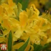 Rhododendron 'Harvest Moon' 2 Rhododendron 'Harvest Moon' -Cheap Tree Foliage Store RHOD TKA3436 B1