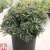 Rhododendron 'Graziella' -Cheap Tree Foliage Store RHOD TKA3448 A