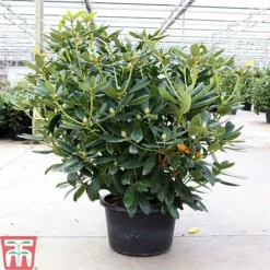 Rhododendron 'Catawbiense Grandiflorum' -Cheap Tree Foliage Store RHOD TKA3452 A