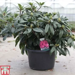 Rhododendron 'Marie Fortie' -Cheap Tree Foliage Store RHOD TKA3458 A
