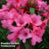 Rhododendron Dwarf Light Pink -Cheap Tree Foliage Store RHODOD WINSOME WKC8279