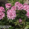 Rhododendron 'Cosmopolitan' -Cheap Tree Foliage Store RHOD COSMO1