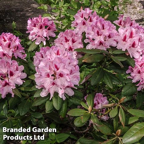 Rhododendron 'Cosmopolitan' 3 Rhododendron 'Cosmopolitan'